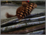 [thumbnail of squirrel with pinecone.jpg]