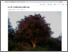 [thumbnail of Rowan Tree by Eeno11 commons wikimedia.png]